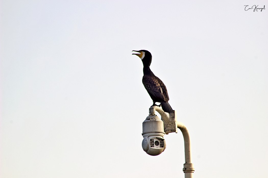 Great Cormorant