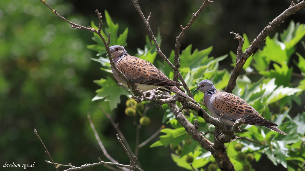 European Turtle Dove