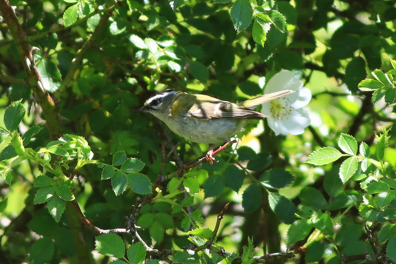Common Firecrest