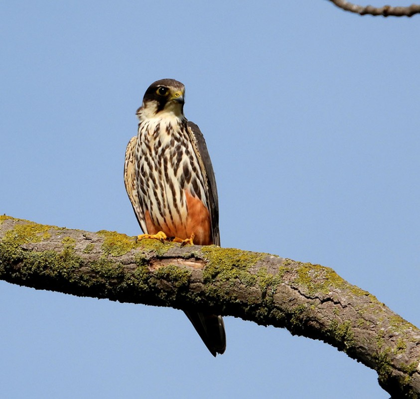 Eurasian Hobby