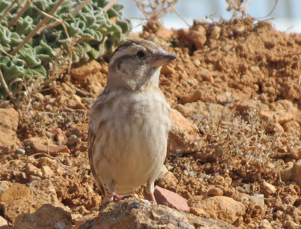 Rock Sparrow