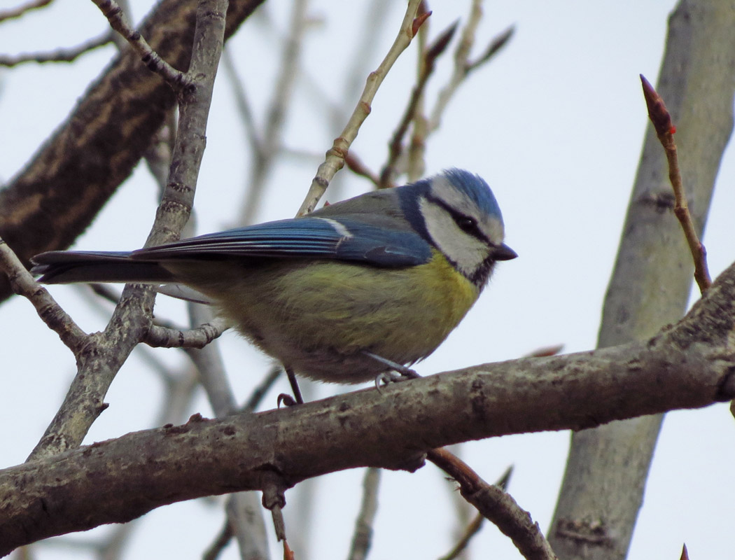 Eurasian Blue Tit