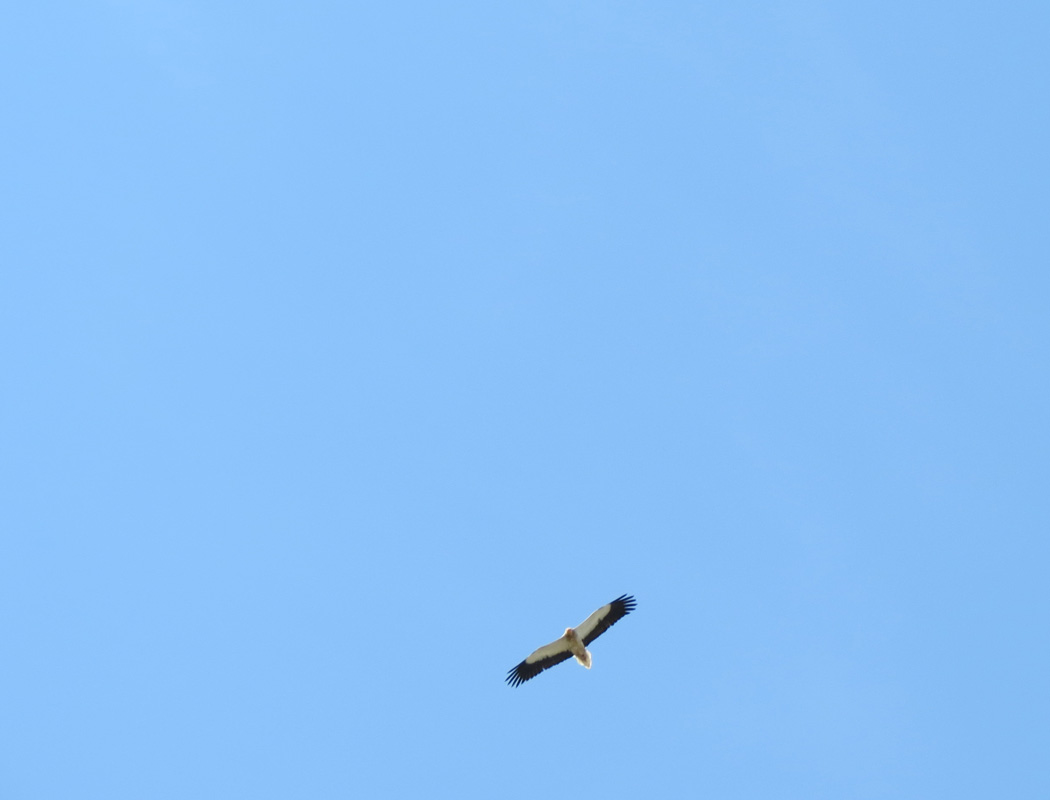 Egyptian Vulture