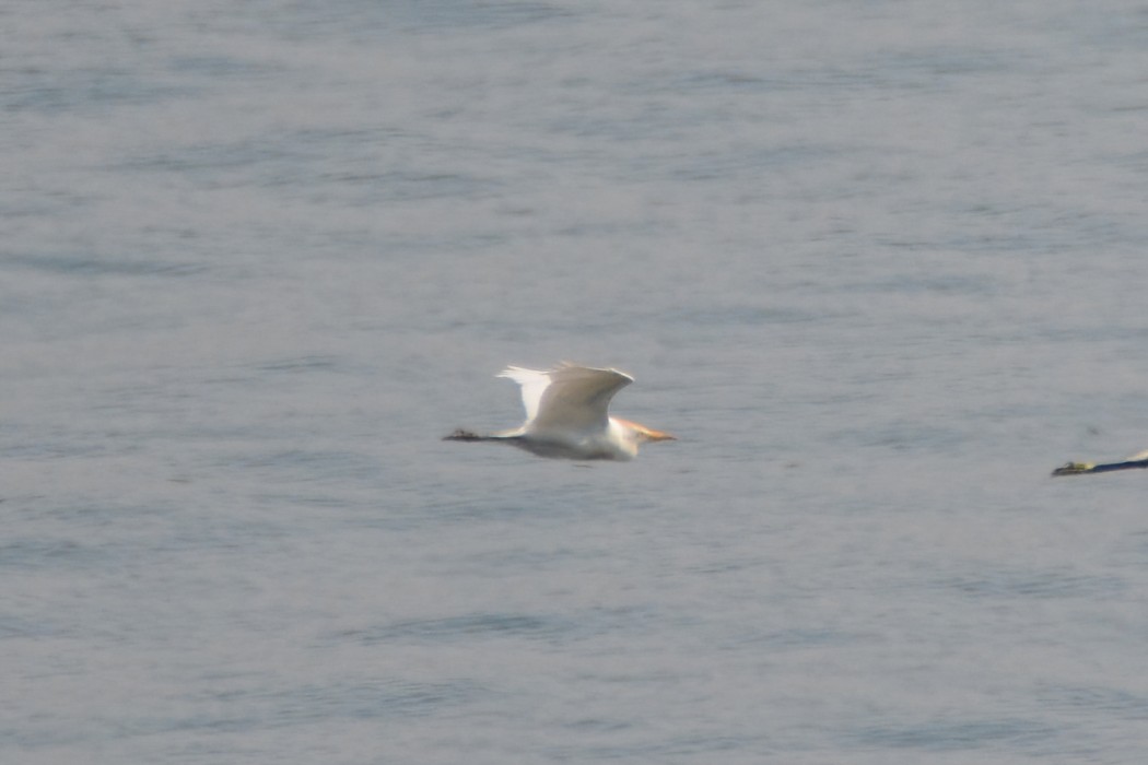 Western Cattle Egret