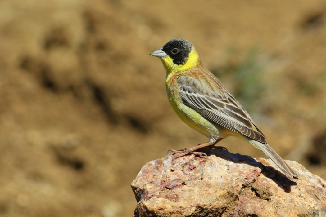 Black-headed Bunting