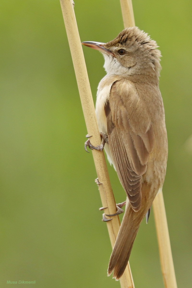 Great Reed Warbler
