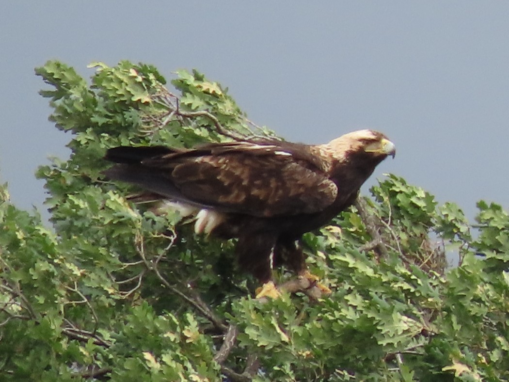 Eastern Imperial Eagle