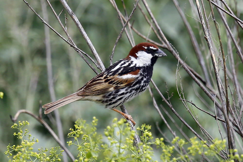Spanish Sparrow