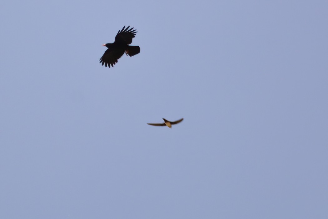 Alpine Swift