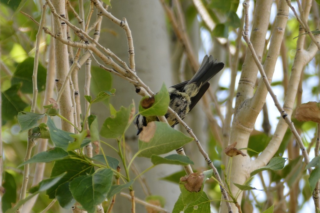 Eurasian Blue Tit