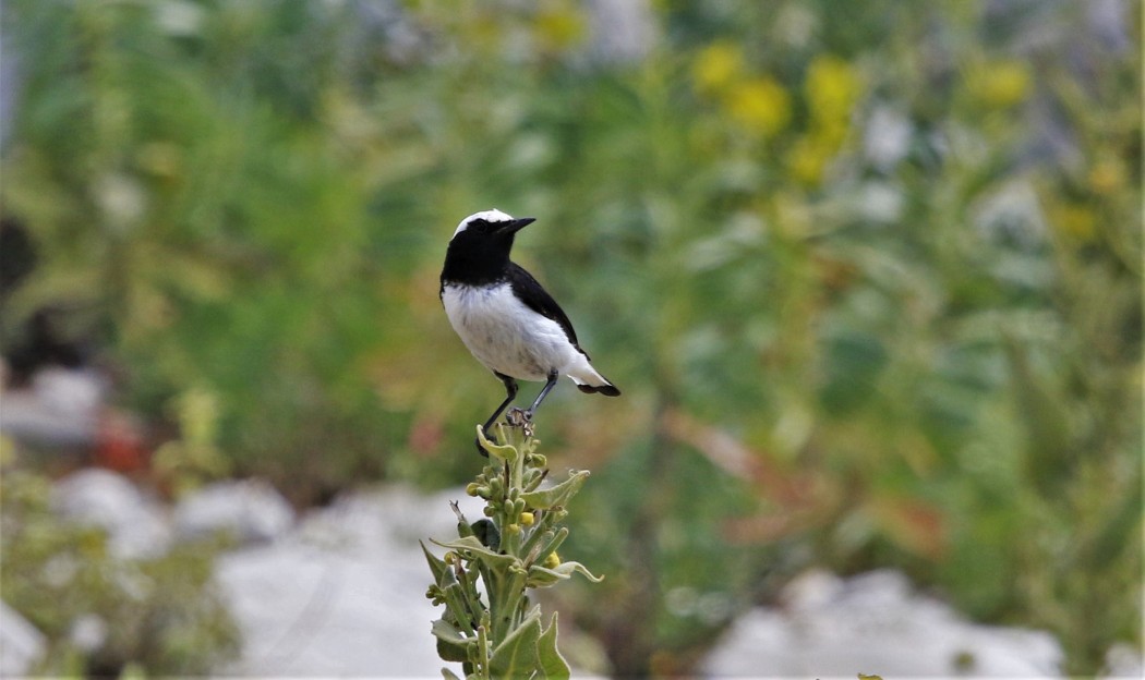Finsch`s Wheatear