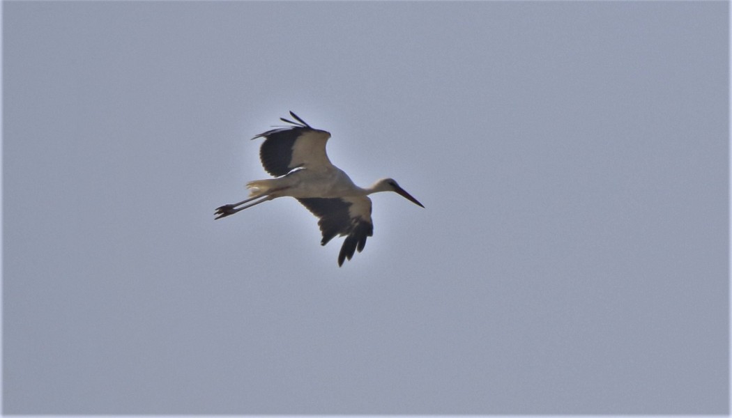 White Stork