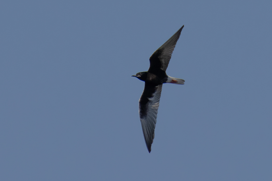 White-winged Tern