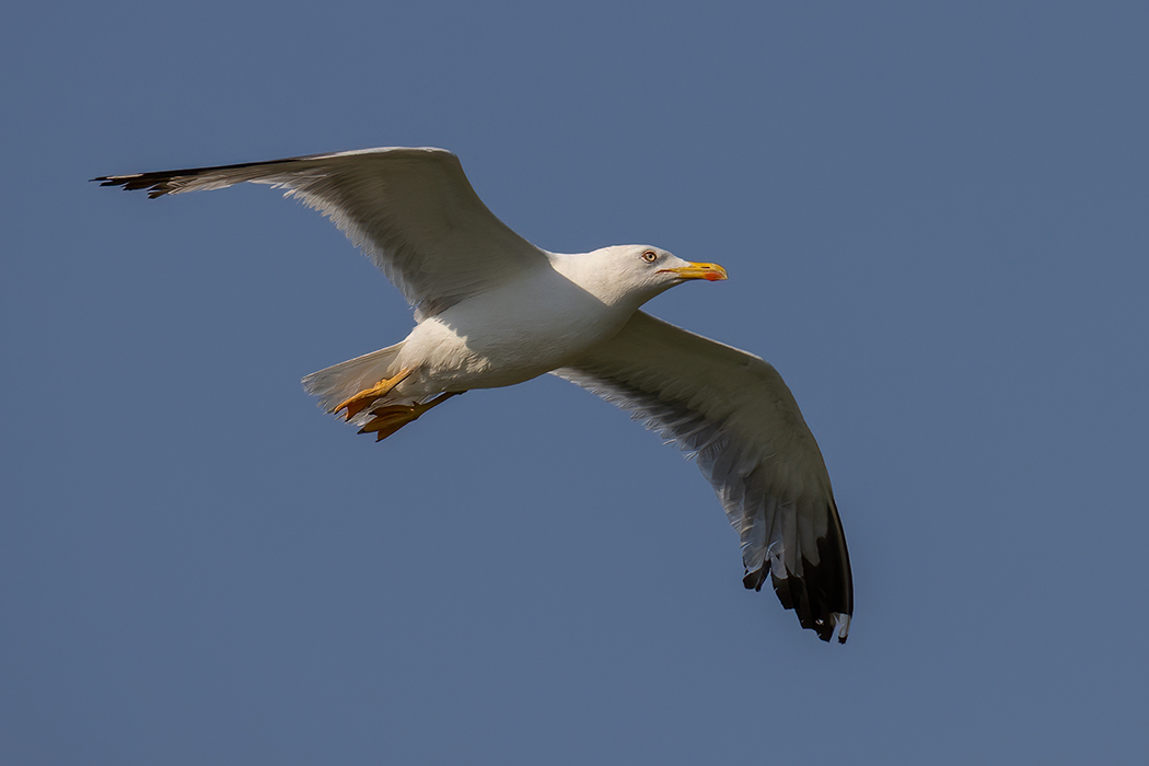 Yellow-legged Gull