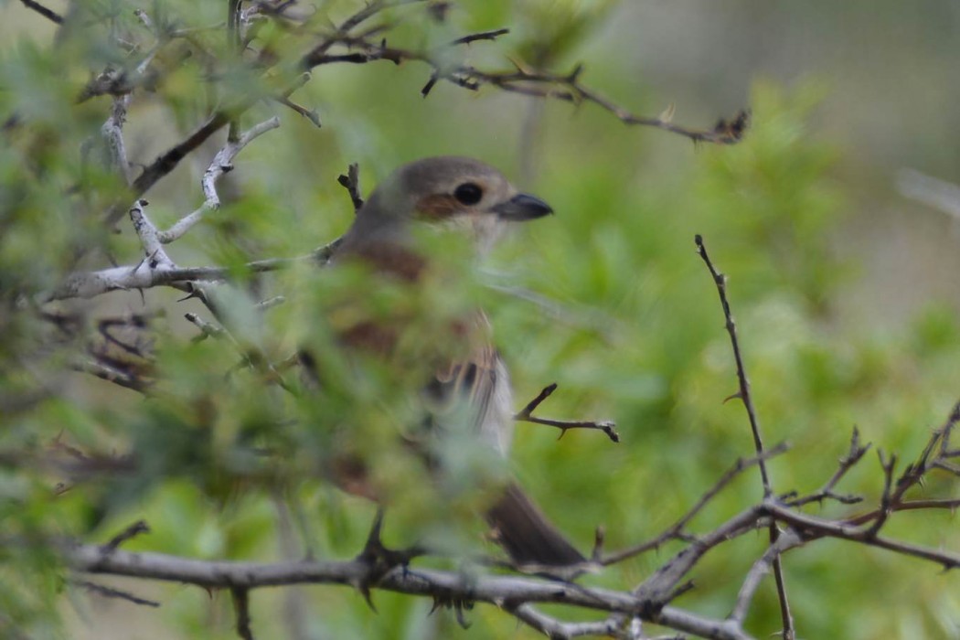 Red-backed Shrike