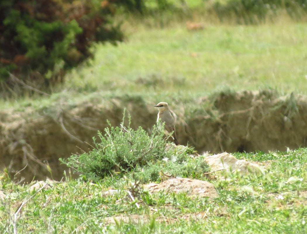 Isabelline Wheatear
