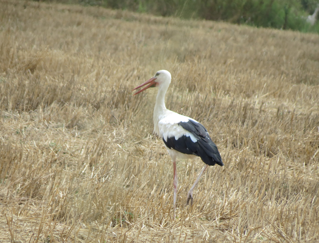 White Stork