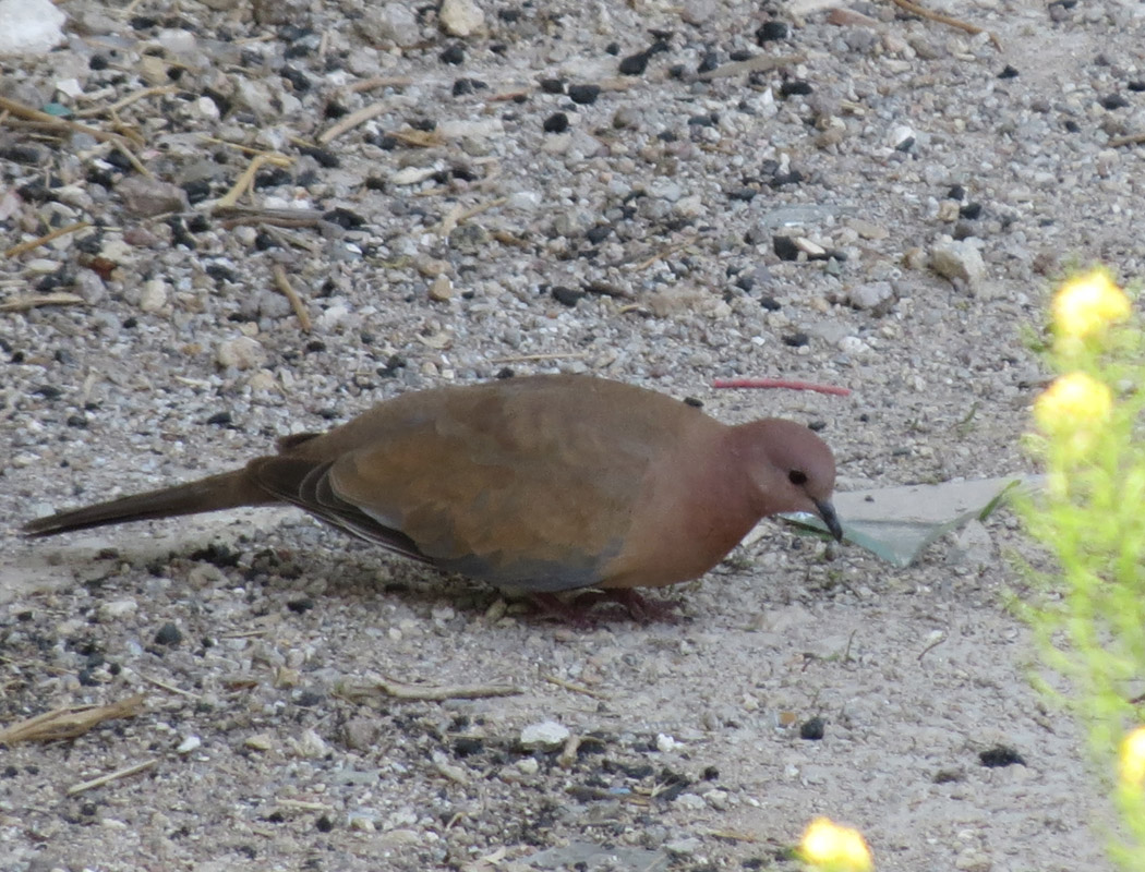Laughing Dove