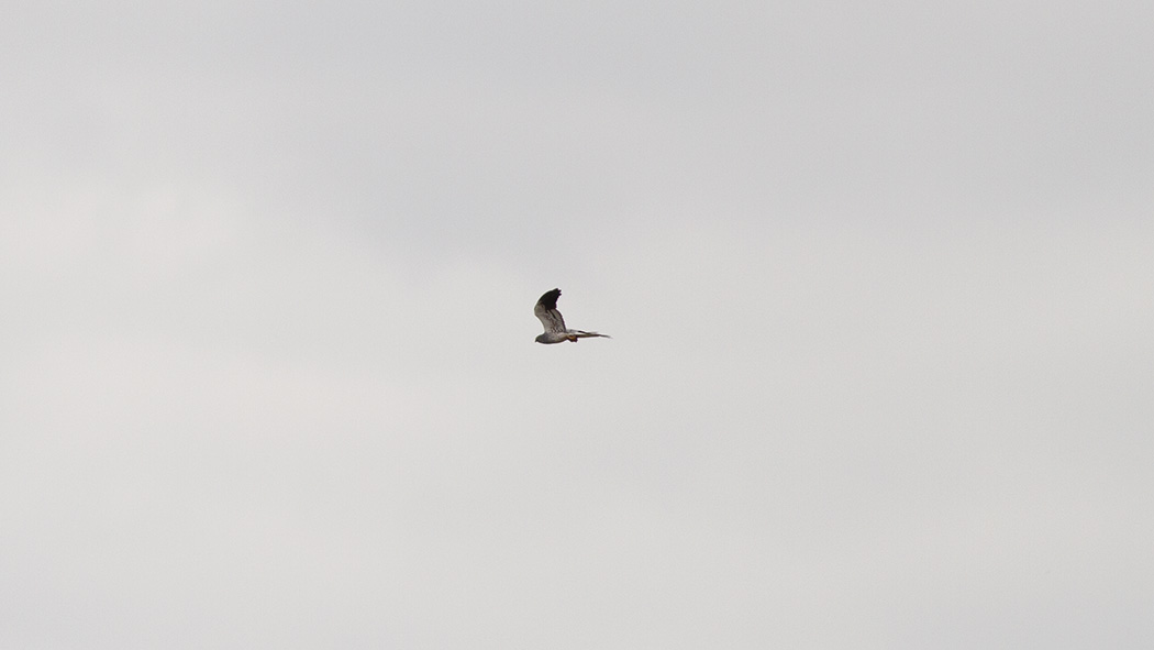 Montagu`s Harrier