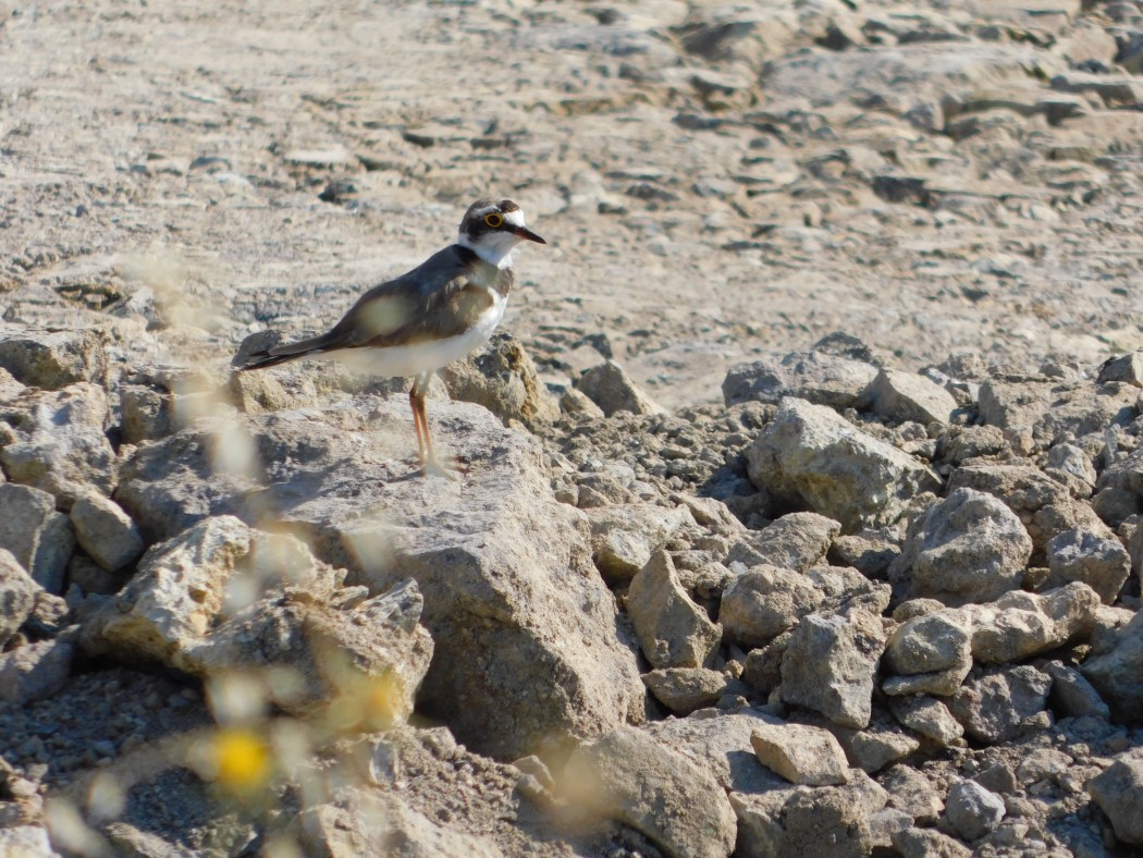 Little Ringed Plover