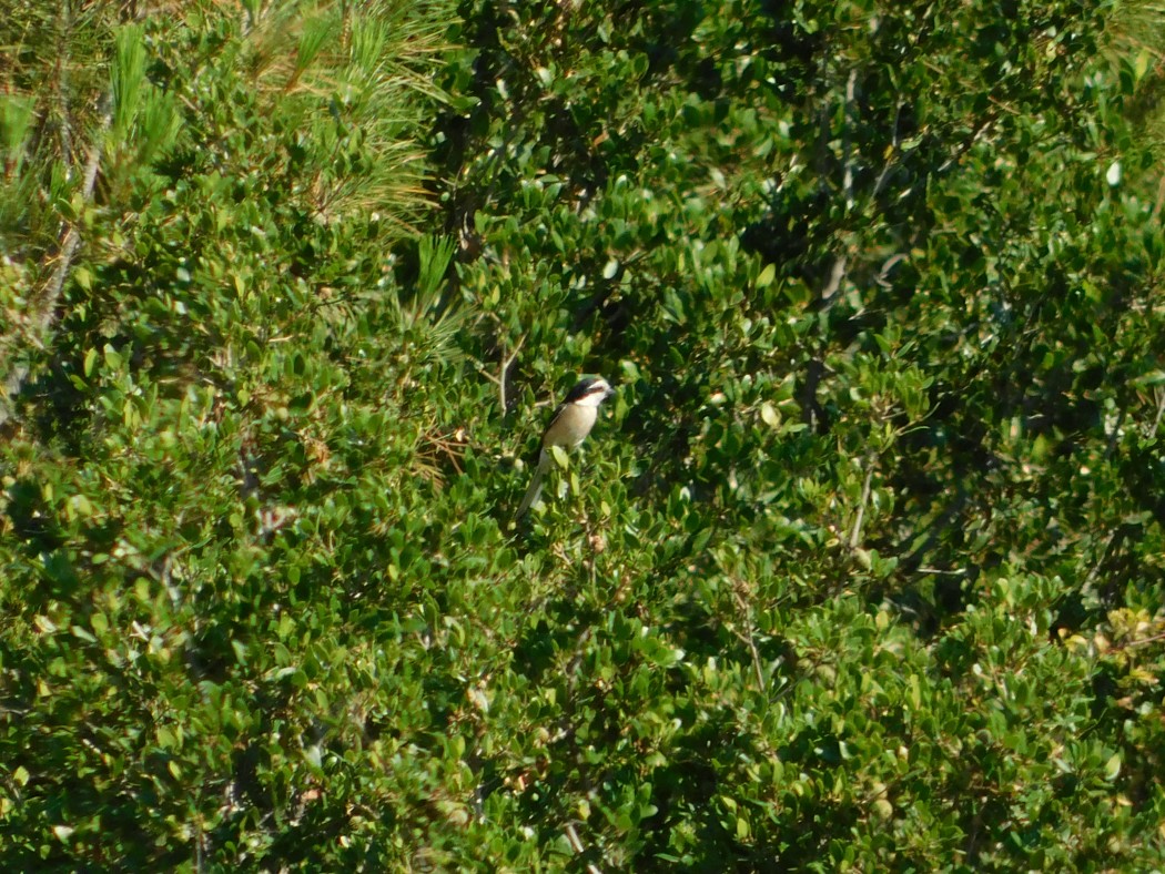 Masked Shrike