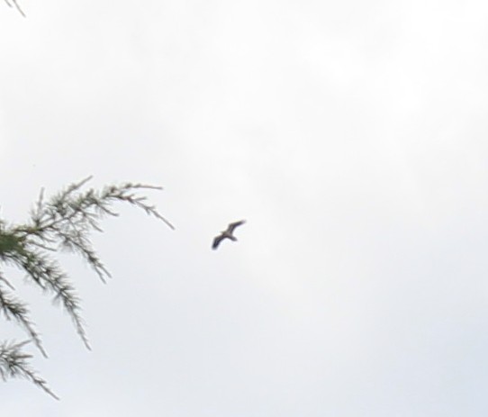 Egyptian Vulture