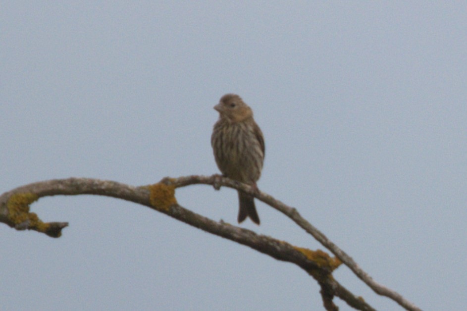 European Serin