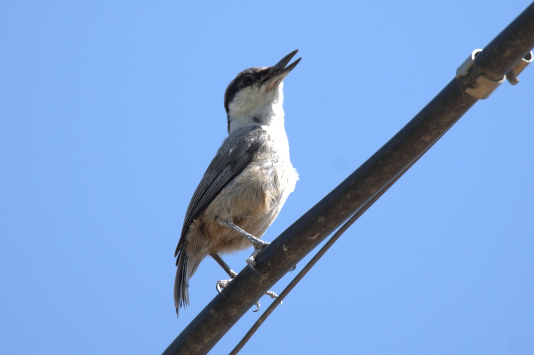 Western Rock Nuthatch