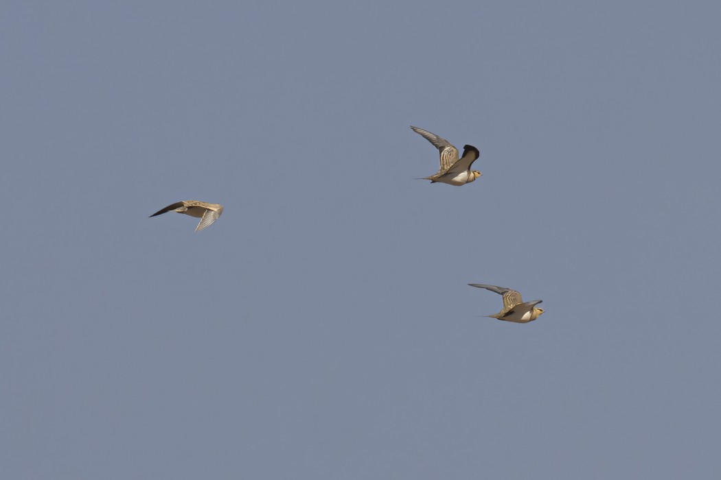 Pin-tailed Sandgrouse