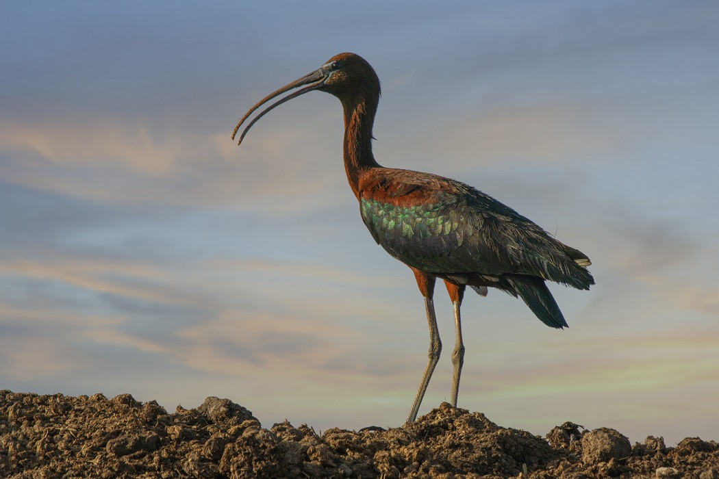 Glossy Ibis