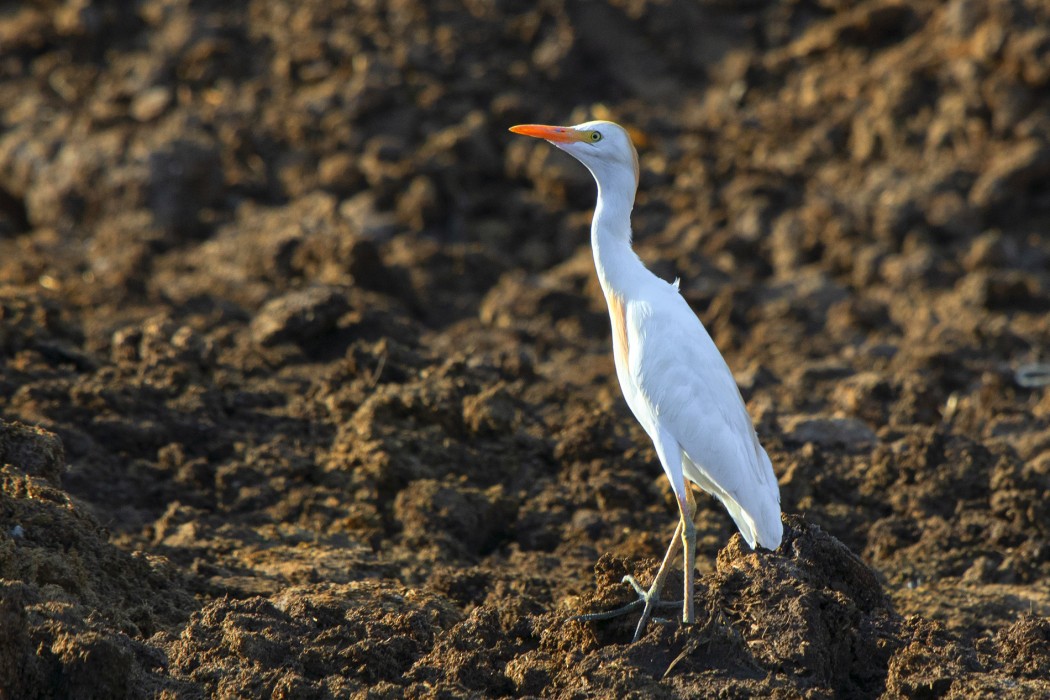 Western Cattle Egret