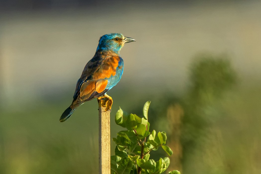European Roller