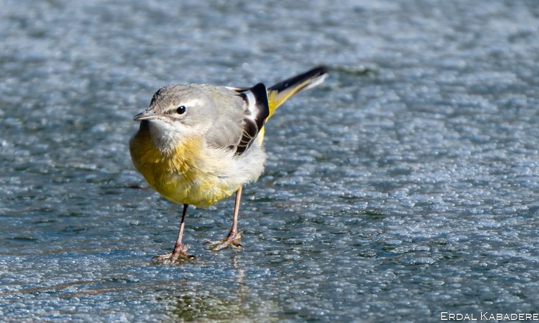 Grey Wagtail