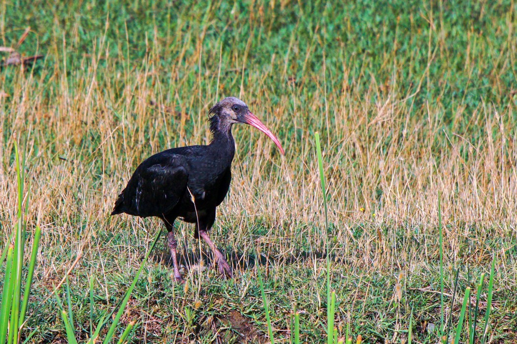 Northern Bald Ibis