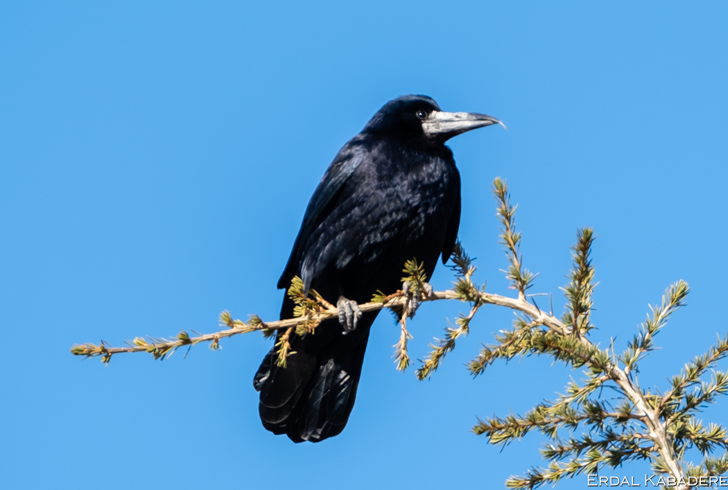 Rook