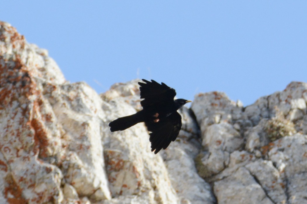 Alpine Chough