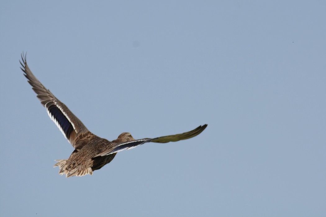 Mallard