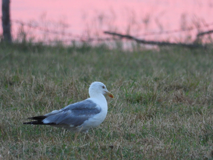 Yellow-legged Gull