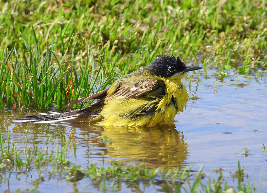 Western Yellow Wagtail