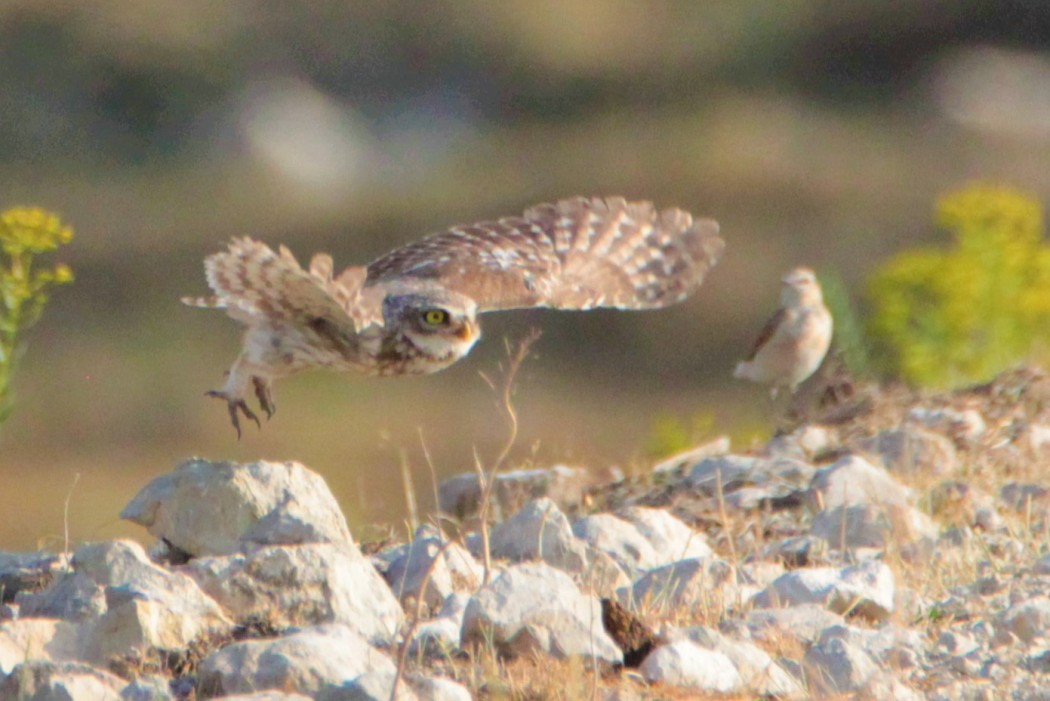 Little Owl