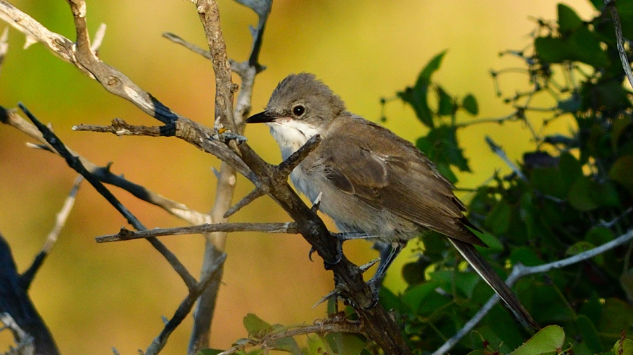Eastern Orphean Warbler