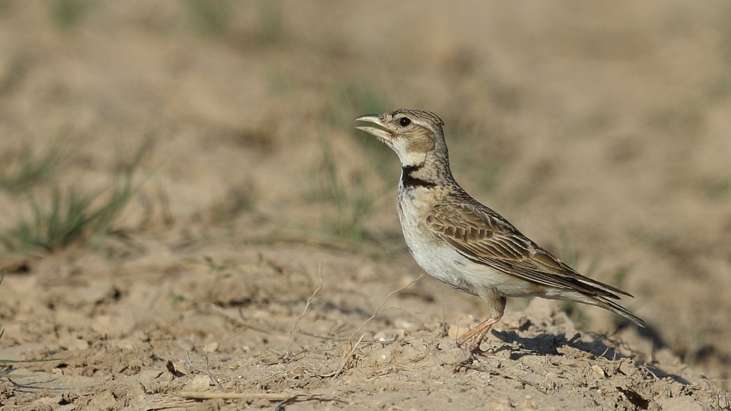Calandra Lark