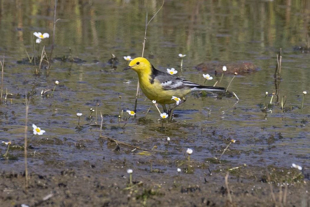 Citrine Wagtail