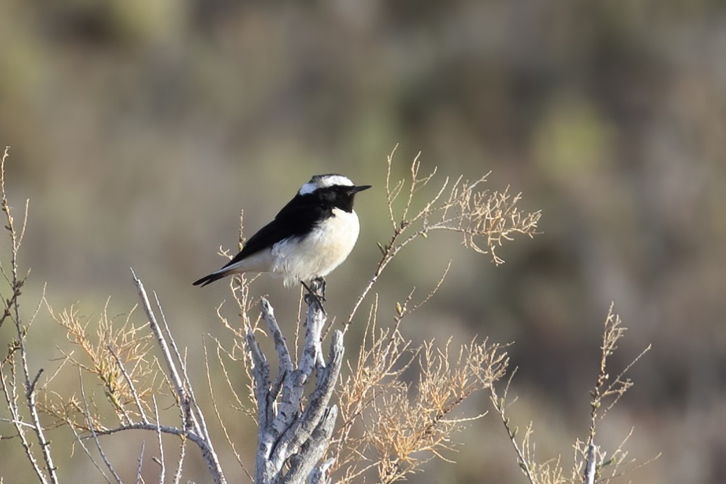 Cyprus Wheatear