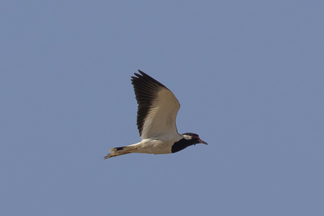 Red-wattled Lapwing