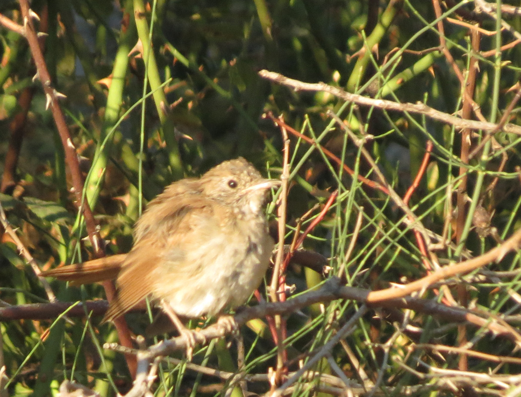 Common Nightingale