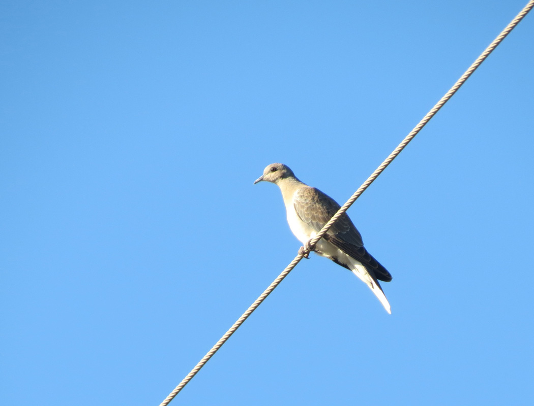 European Turtle Dove
