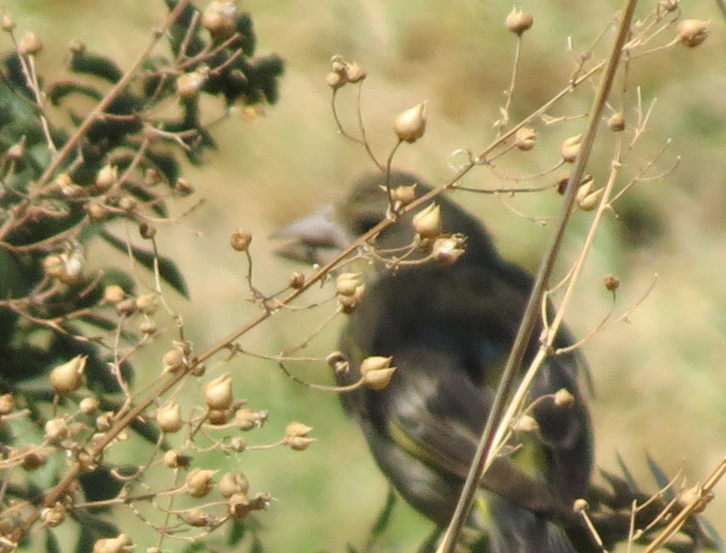 European Greenfinch