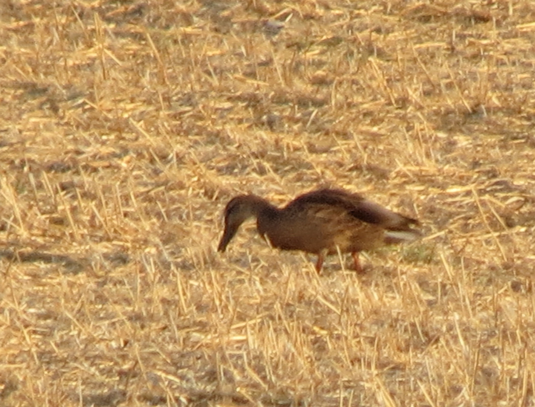 Mallard