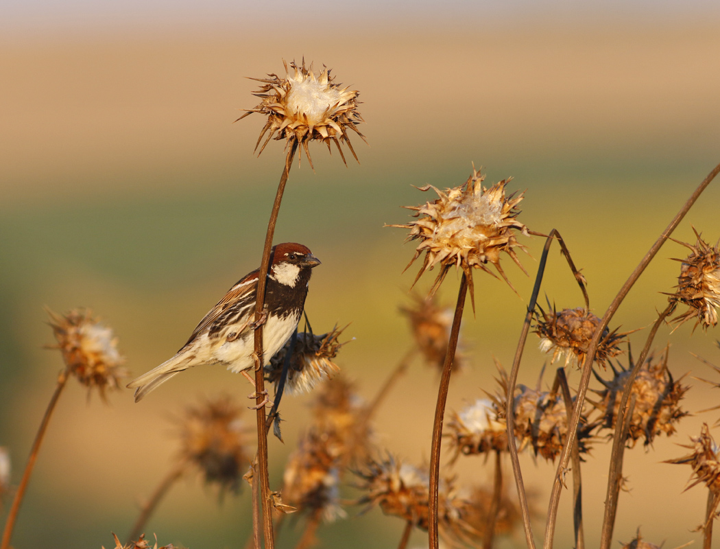 Spanish Sparrow